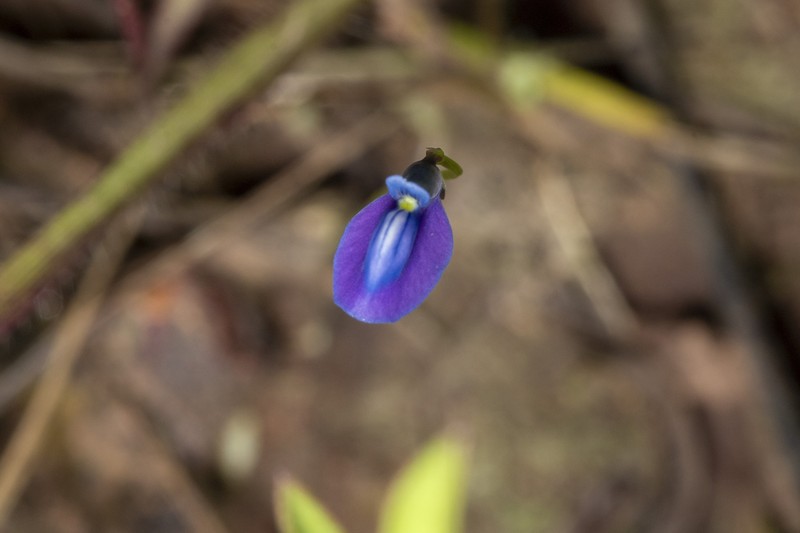 Utricularia praeterita