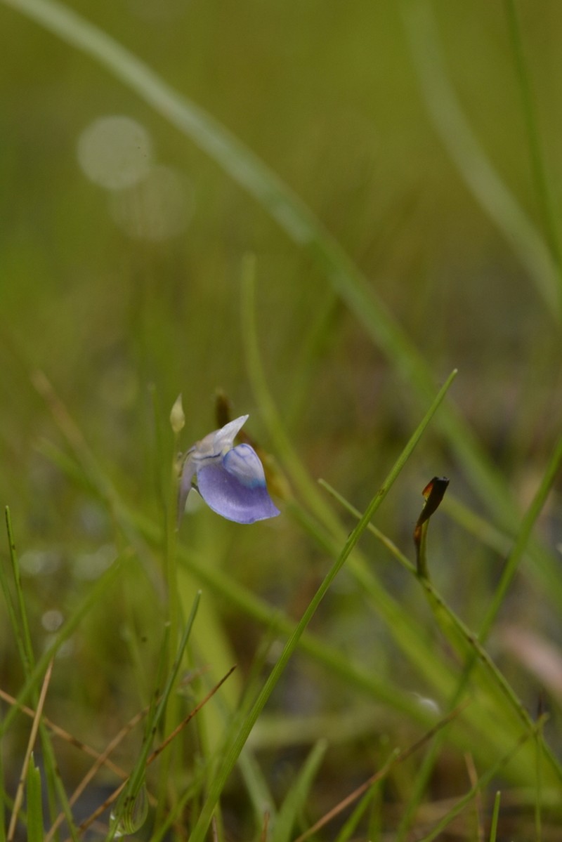 Utricularia praeterita photo 2