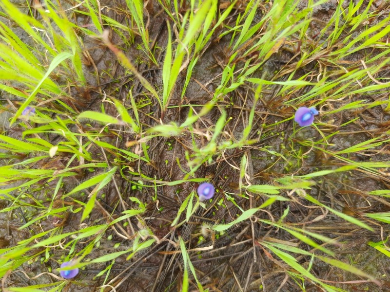 Utricularia praeterita photo 3