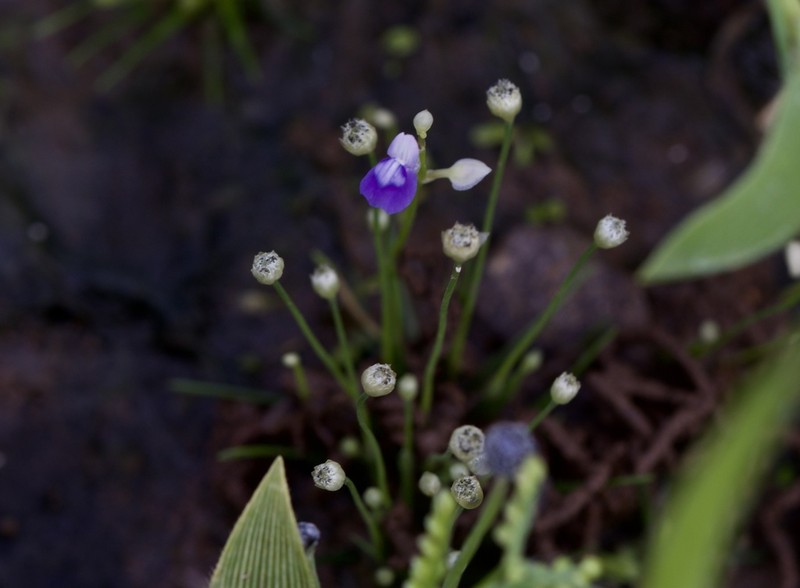 Utricularia praeterita photo 4
