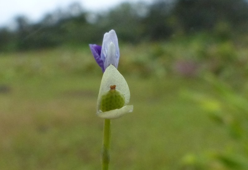 Utricularia praeterita photo 5