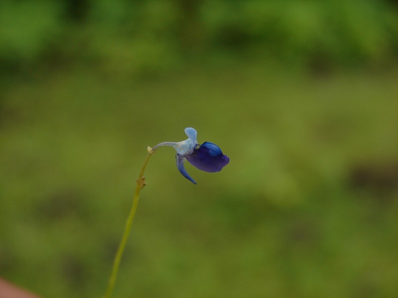 Utricularia praeterita photo 6