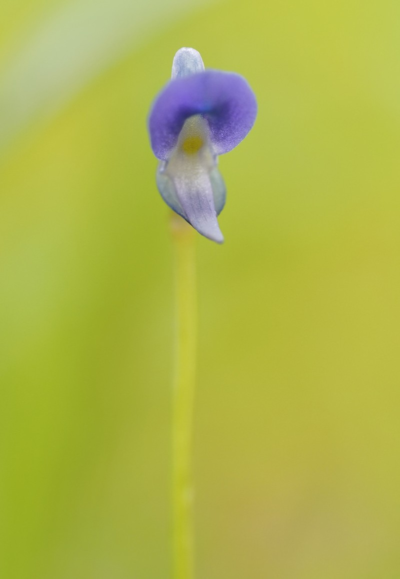 Utricularia praeterita photo 7