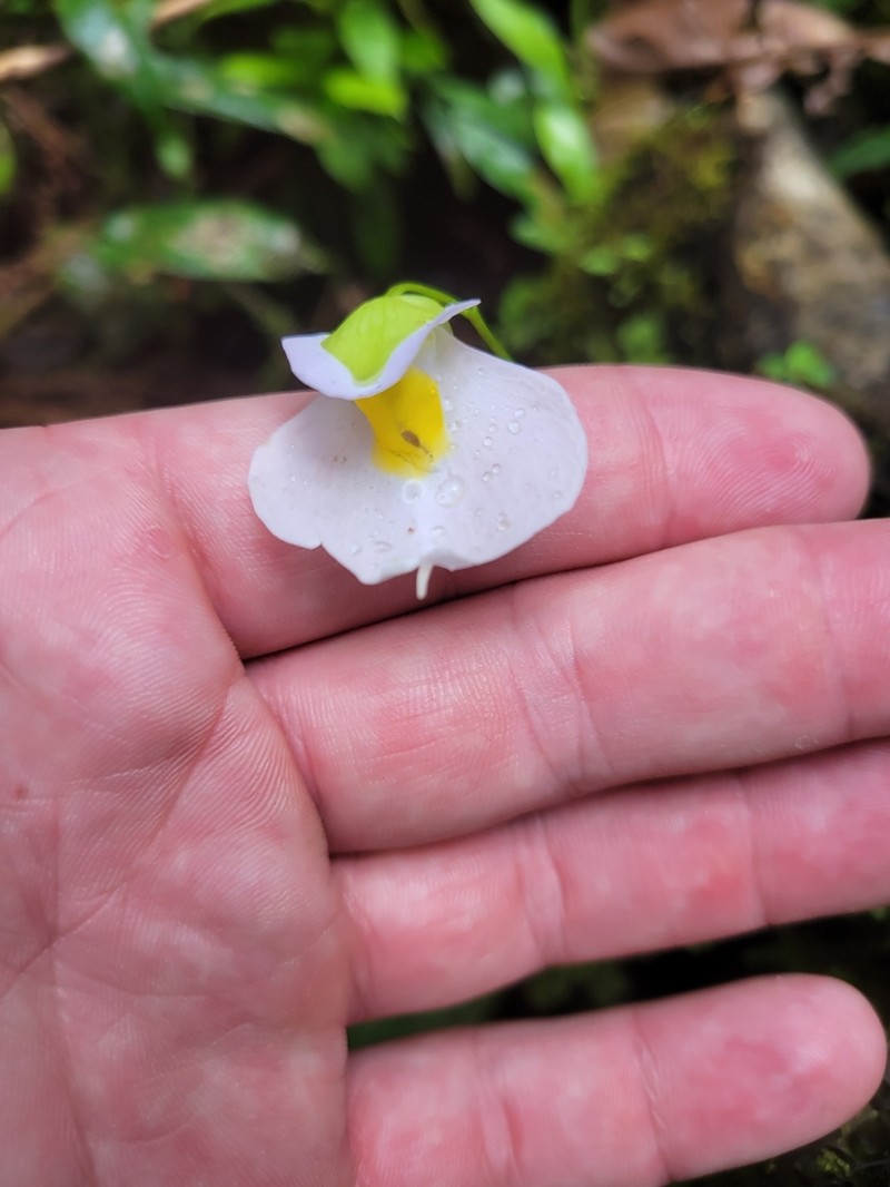 Utricularia praetermissa
