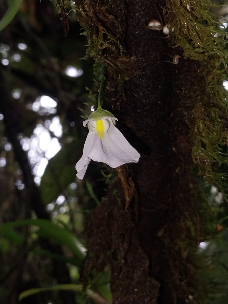 Utricularia praetermissa photo 2