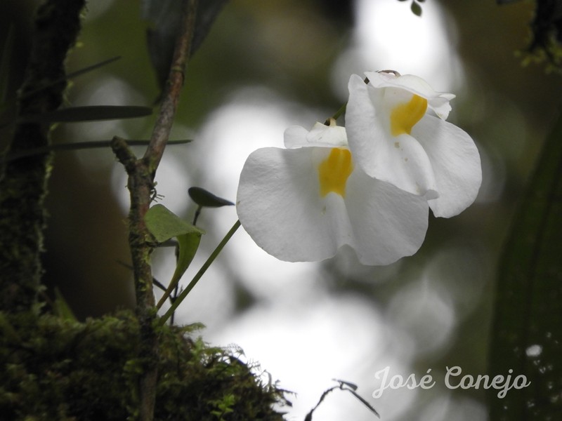 Utricularia praetermissa photo 3