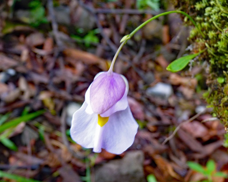 Utricularia praetermissa photo 4