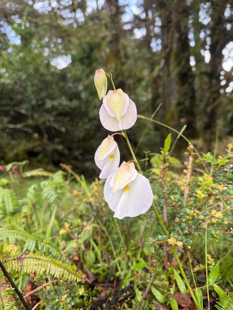 Utricularia praetermissa photo 5