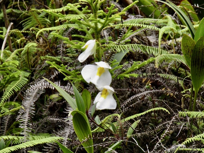 Utricularia praetermissa photo 6