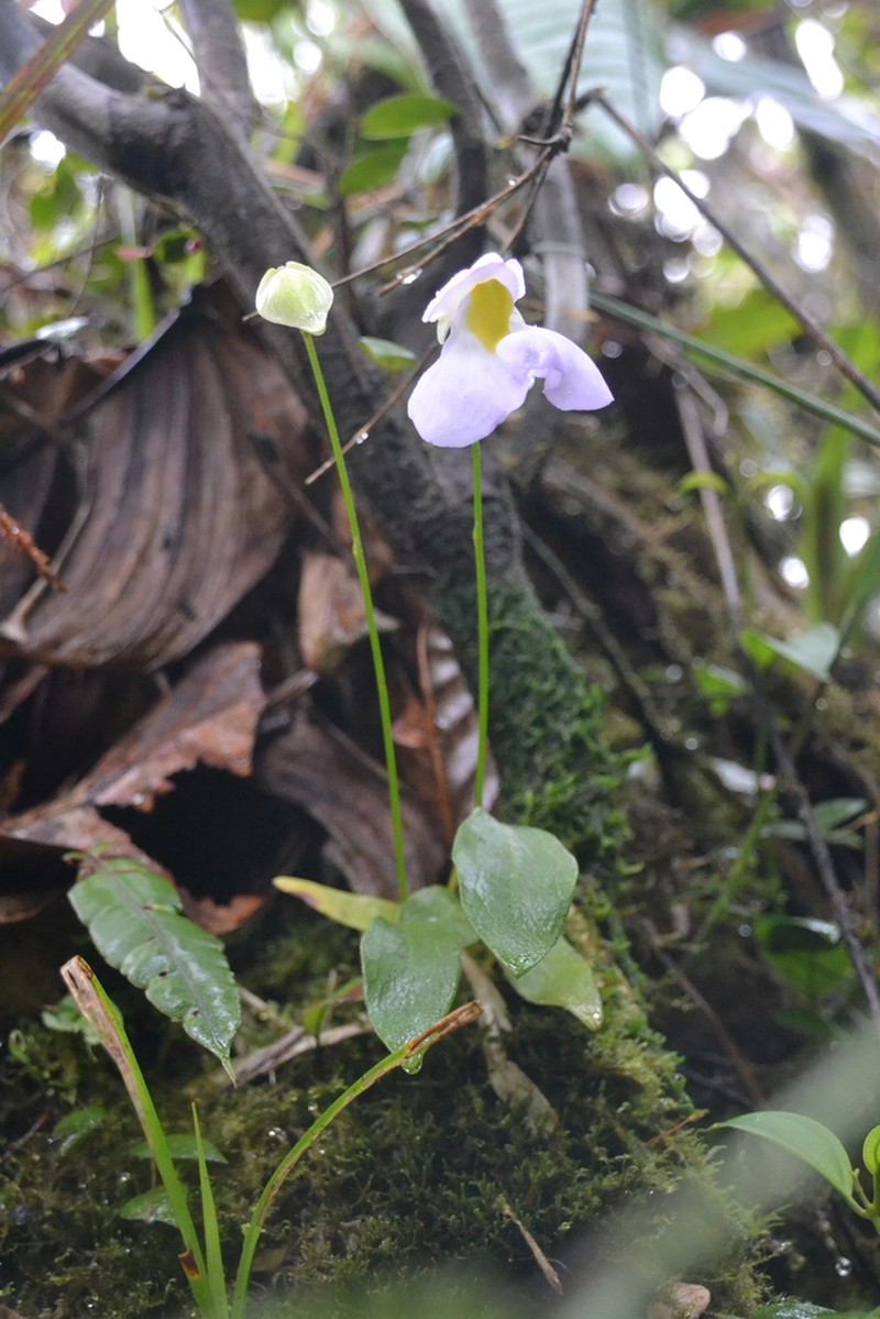 Utricularia praetermissa photo 7