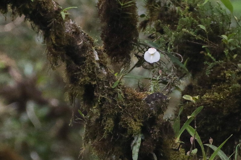 Utricularia praetermissa photo 8