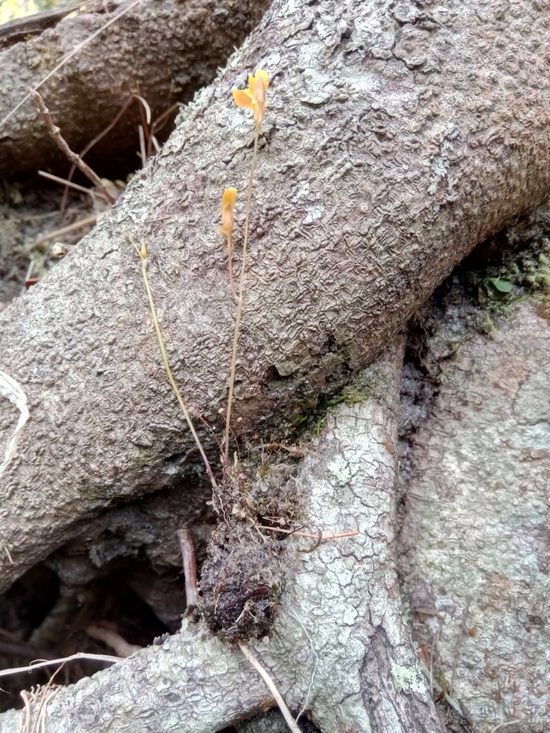 Utricularia prehensilis photo 2