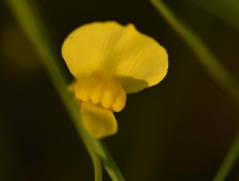 Utricularia prehensilis photo 3