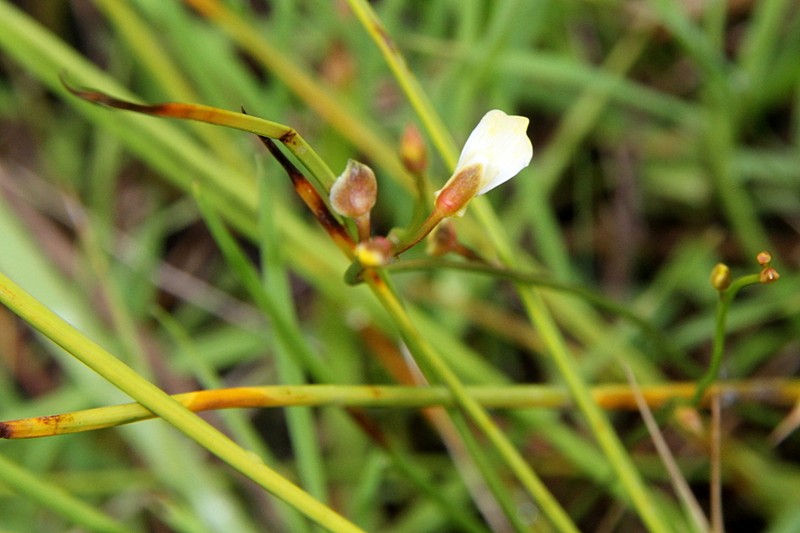 Utricularia prehensilis photo 4