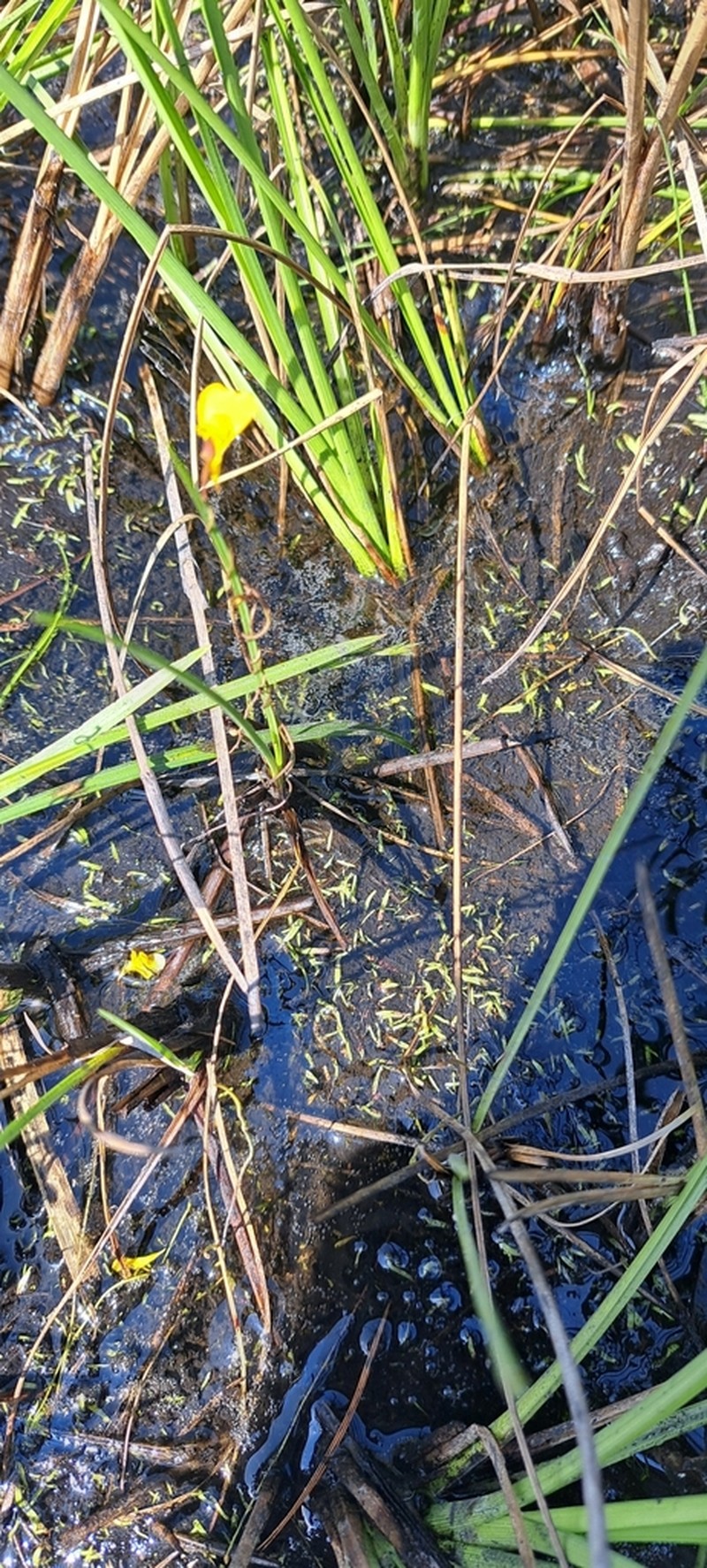 Utricularia prehensilis photo 5