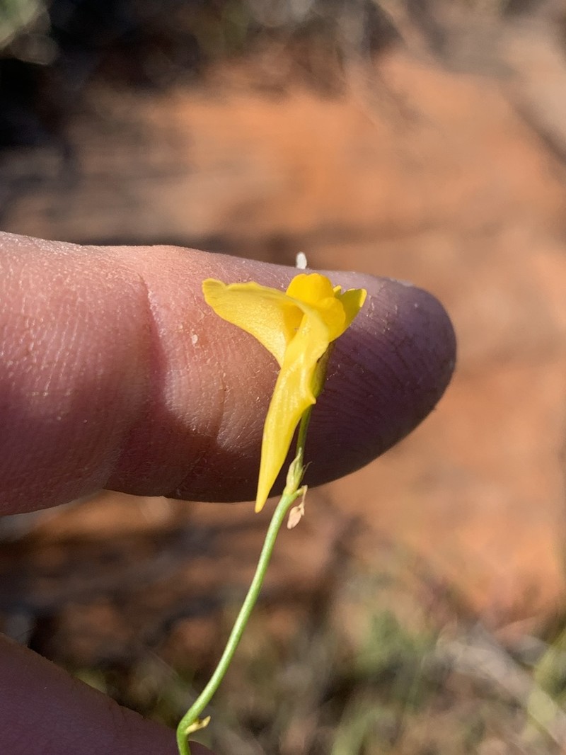 Utricularia prehensilis photo 6