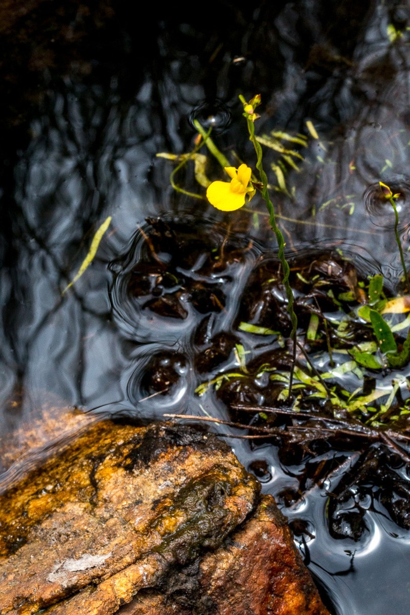 Utricularia prehensilis photo 7