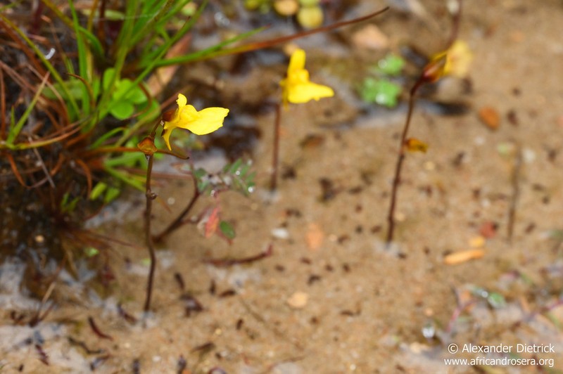 Utricularia prehensilis photo 8