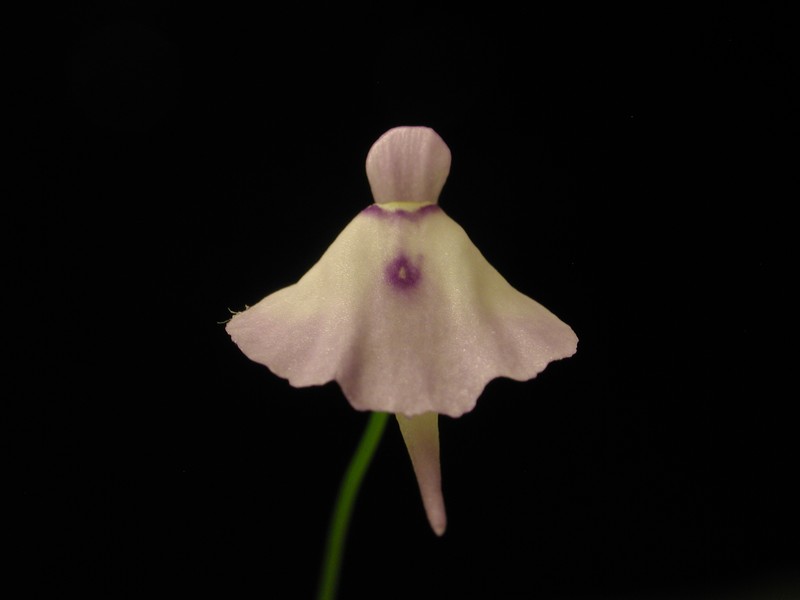 Utricularia pubescens