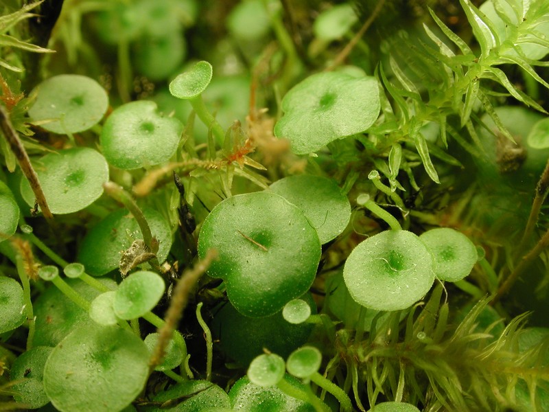 Utricularia pubescens photo 2