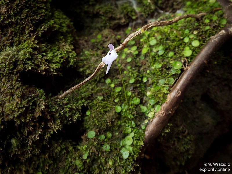 Utricularia pubescens photo 3