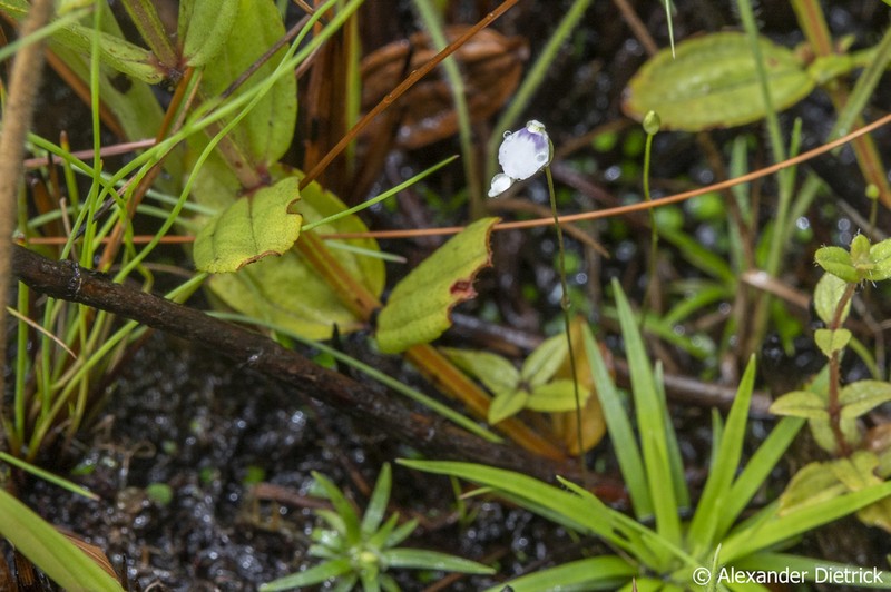 Utricularia pubescens photo 4