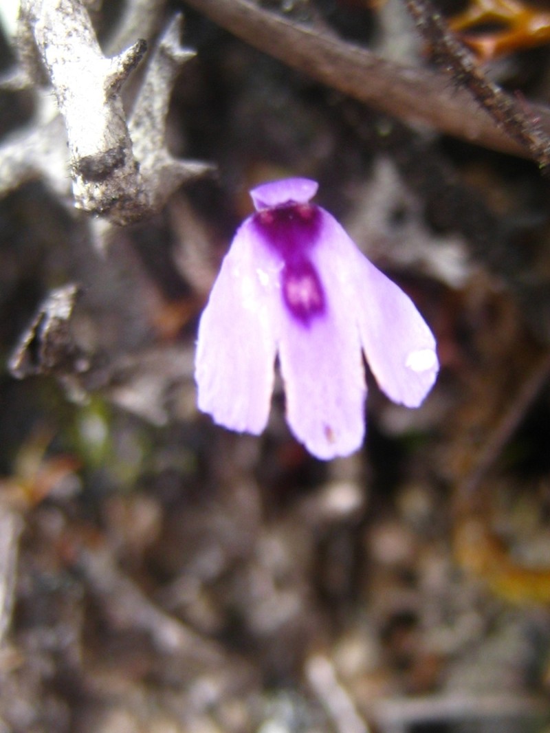 Utricularia pubescens photo 5