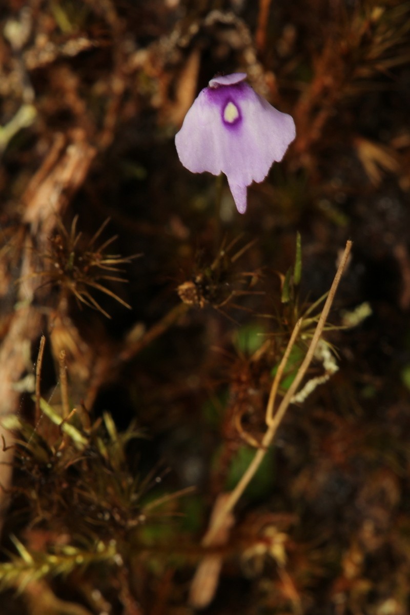 Utricularia pubescens photo 6