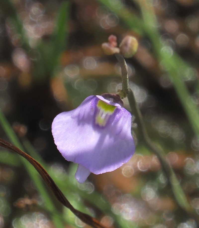 Utricularia pubescens photo 7