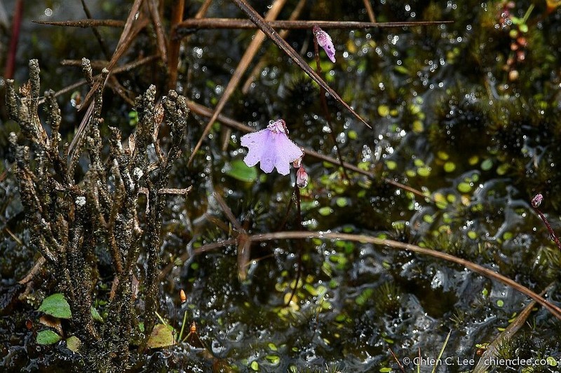 Utricularia pulchra