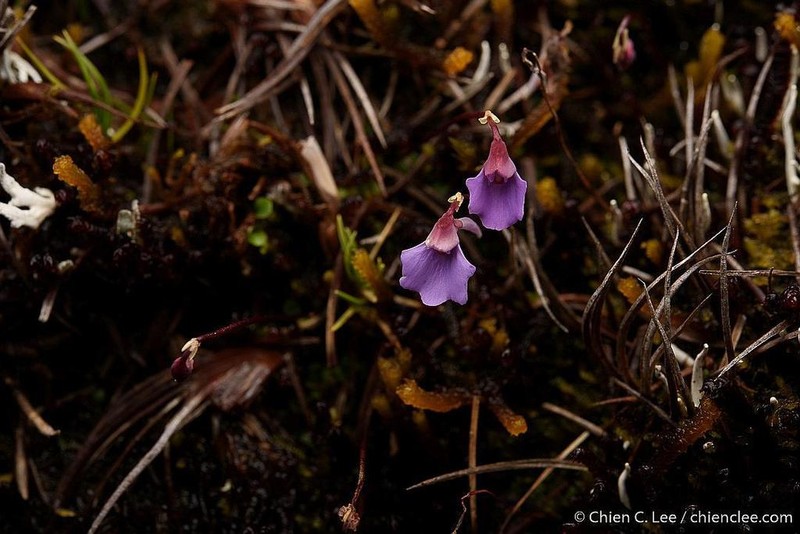 Utricularia pulchra photo 2