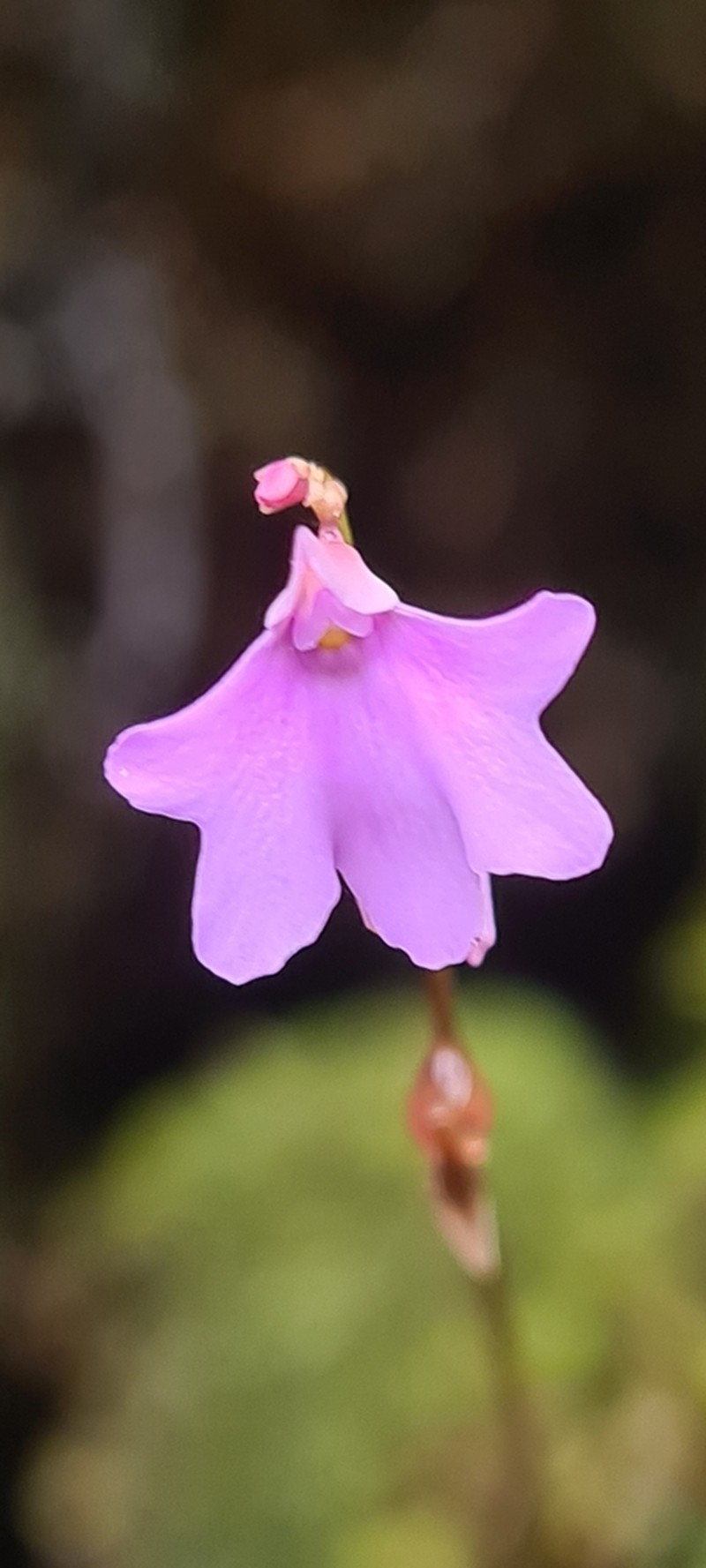 Utricularia pulchra photo 3