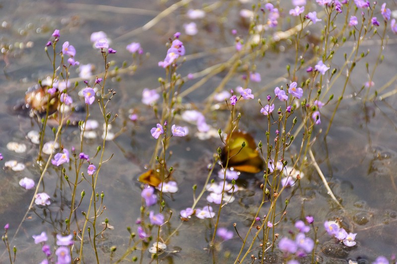 Utricularia punctata photo 2