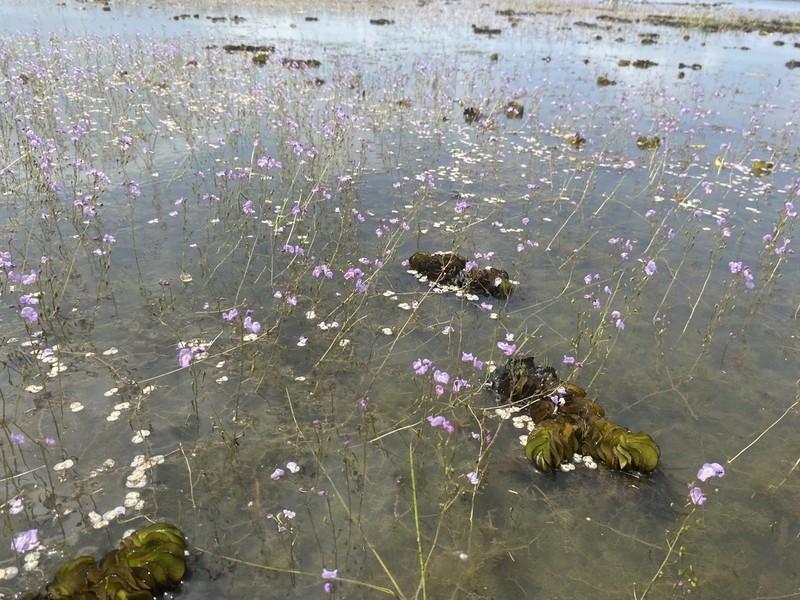 Utricularia punctata photo 3