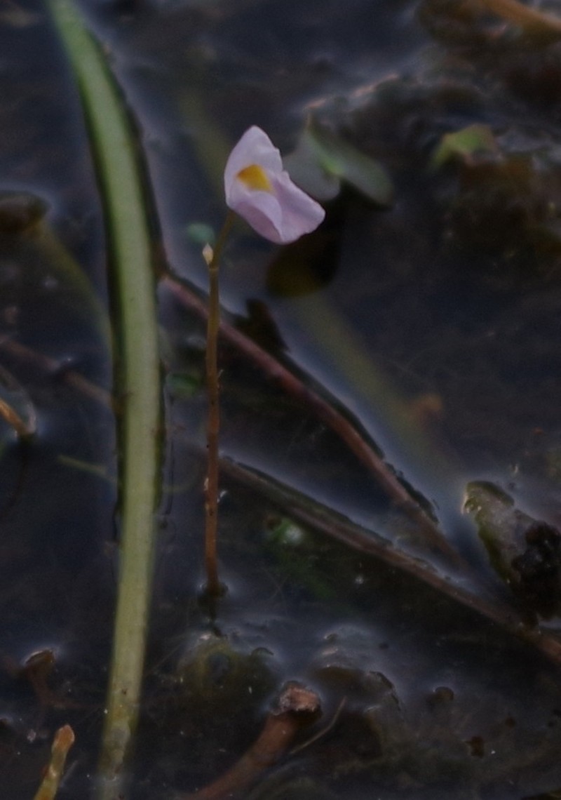 Utricularia punctata photo 4