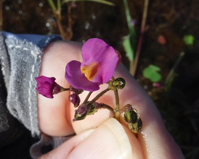 Utricularia punctata photo 5