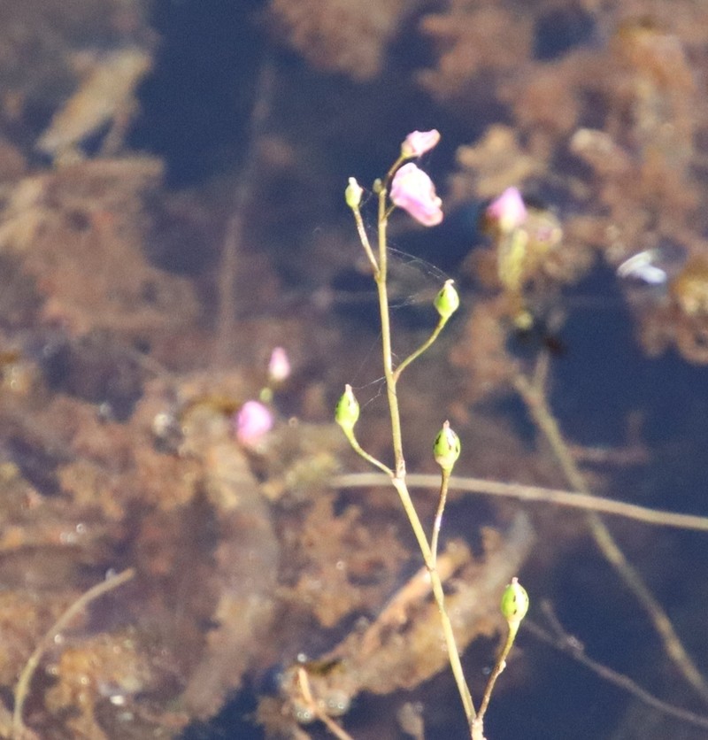 Utricularia punctata photo 6