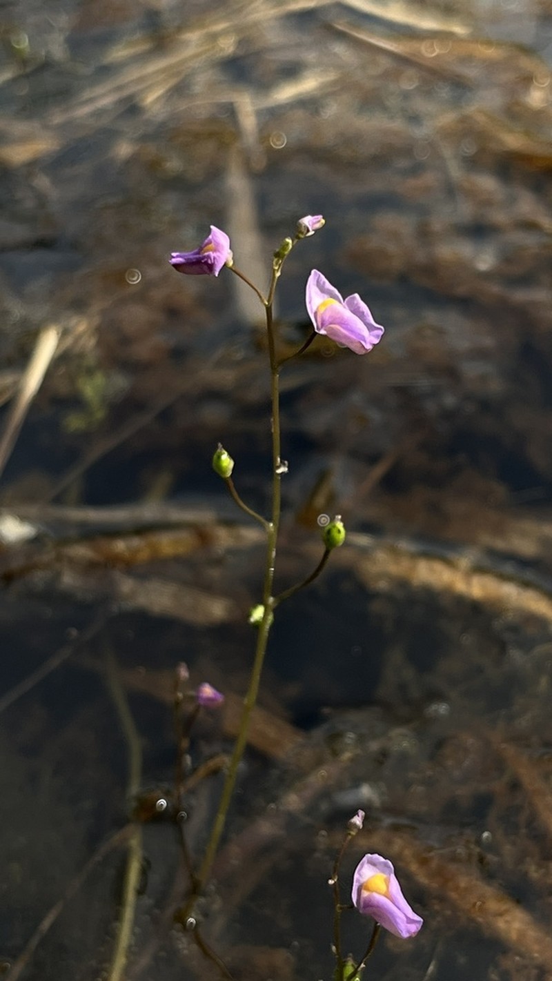 Utricularia punctata photo 7