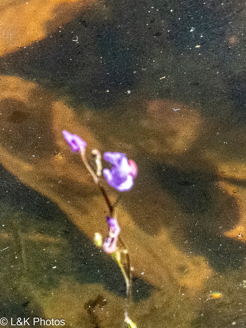 Utricularia punctata photo 8