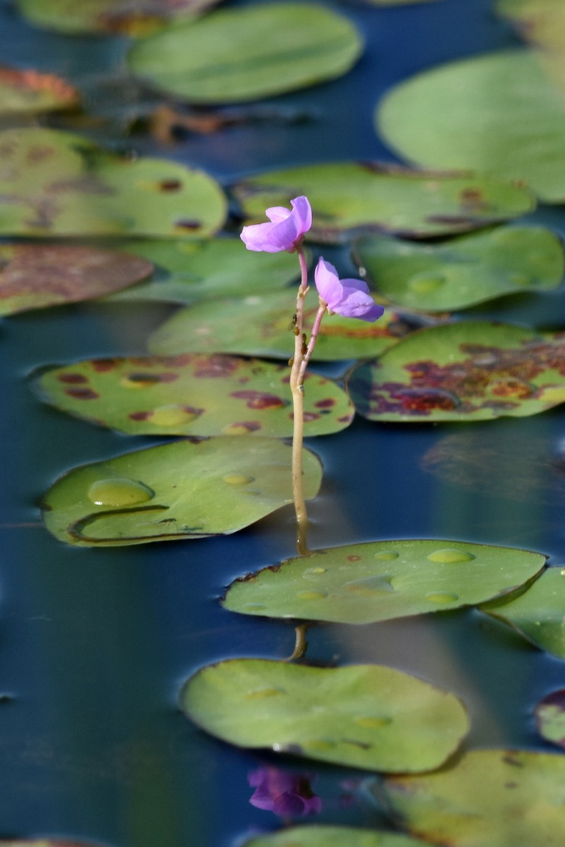 Eastern Purple Bladderwort photo 4