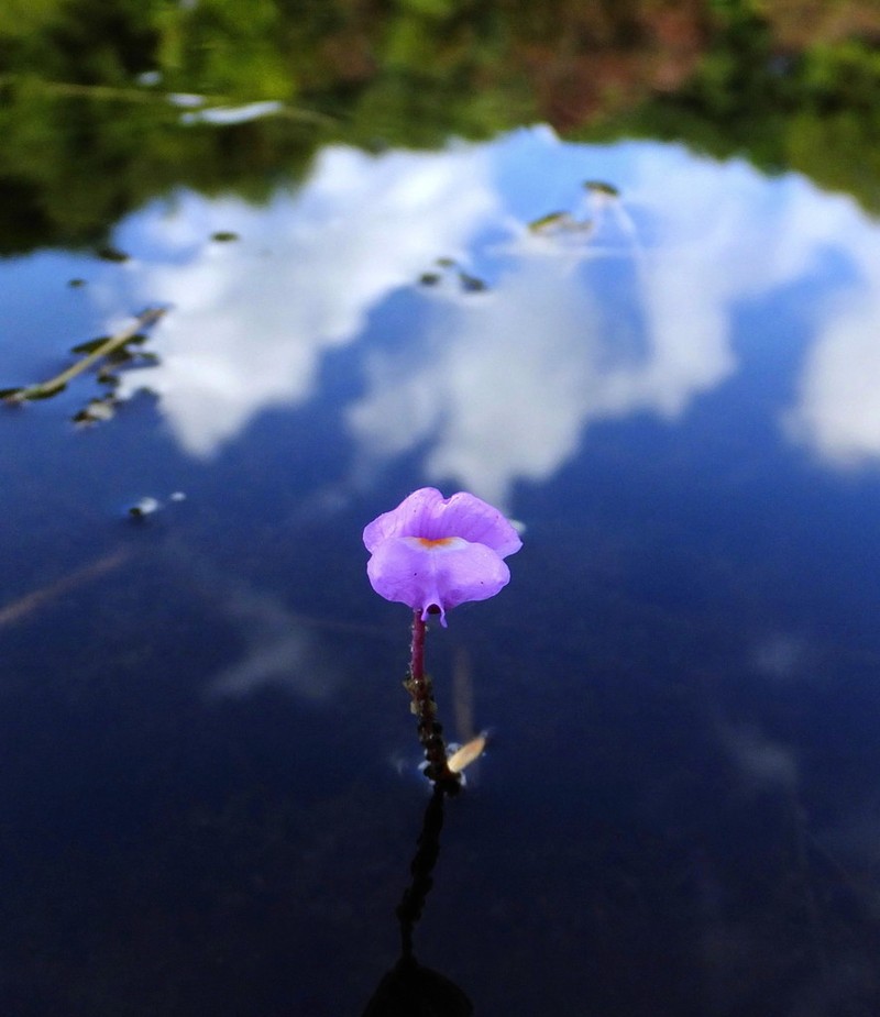 Eastern Purple Bladderwort photo 5