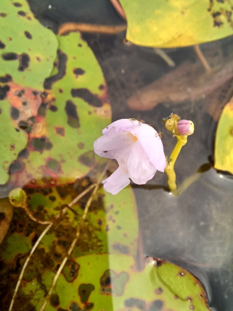 Eastern Purple Bladderwort photo 6