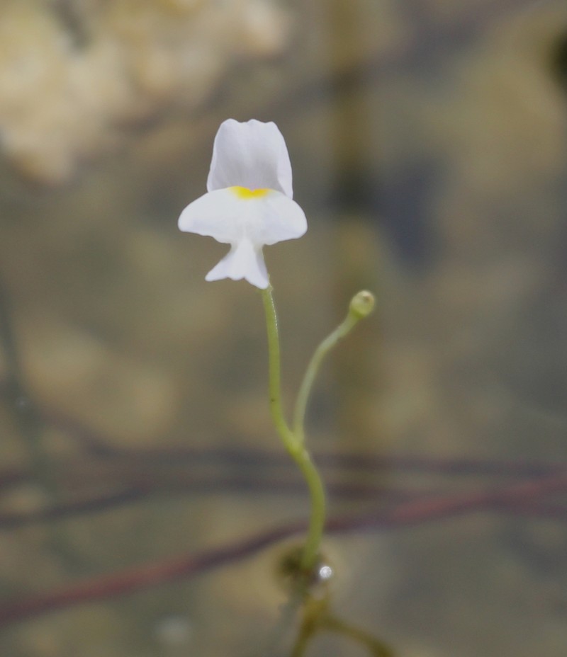 Eastern Purple Bladderwort photo 7