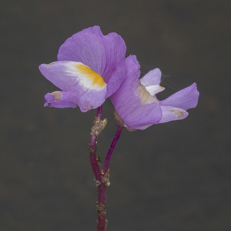 Eastern Purple Bladderwort photo 8