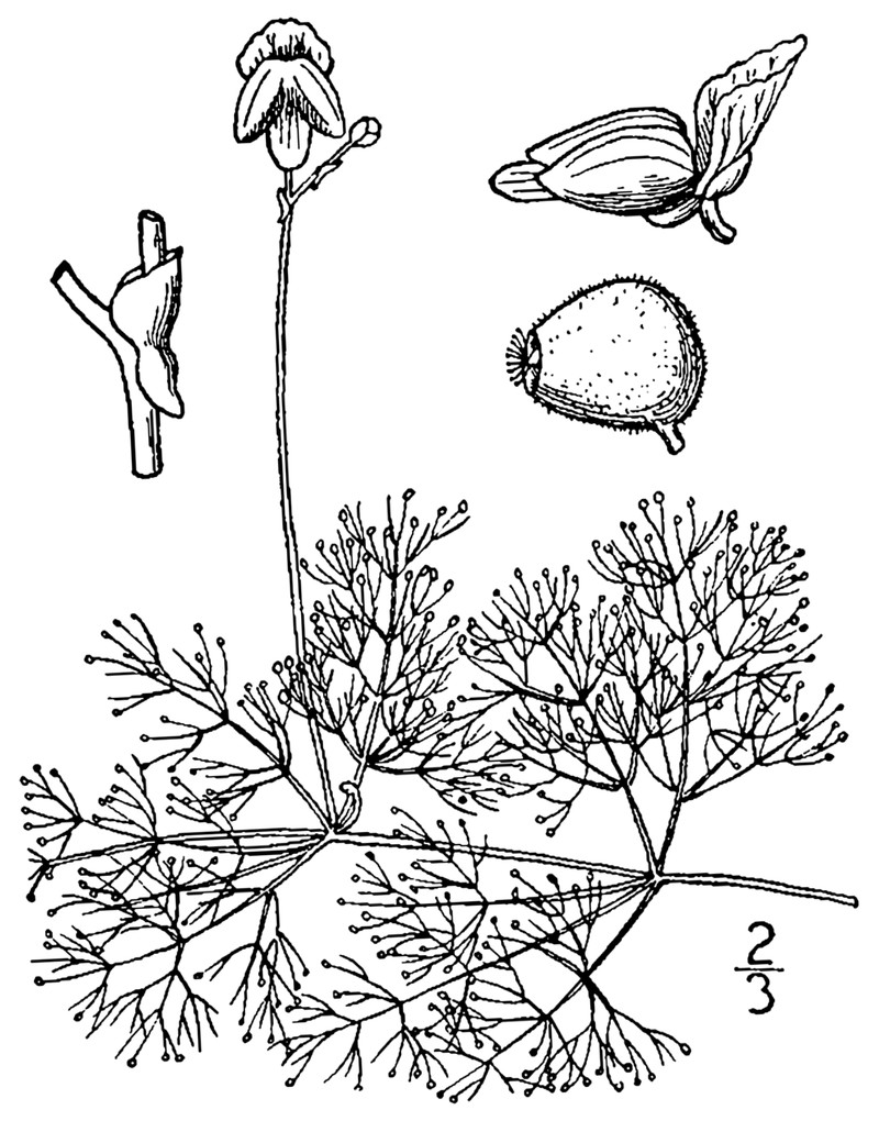 Eastern Purple Bladderwort