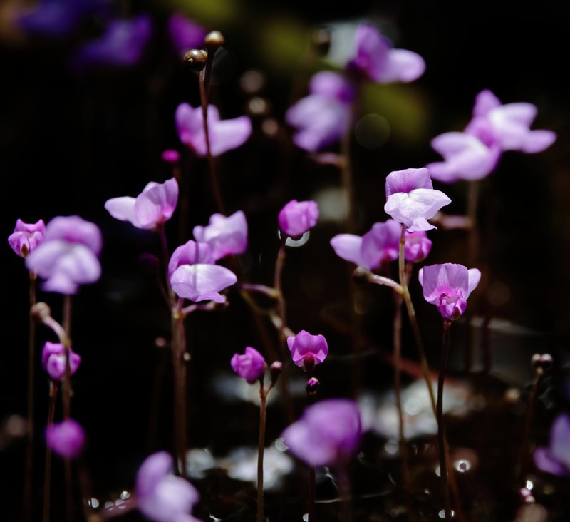 Eastern Purple Bladderwort photo 2