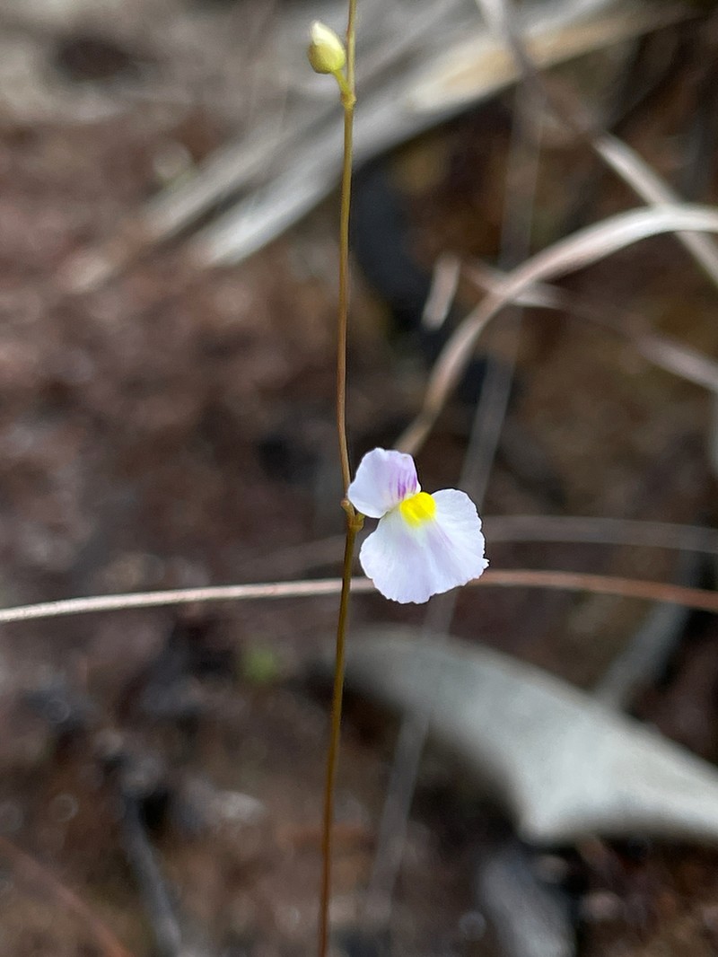 Utricularia purpureocaerulea