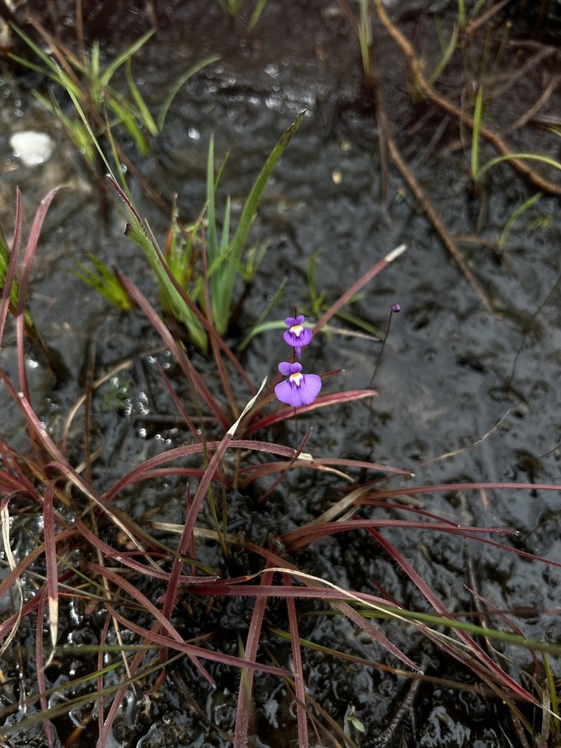Utricularia purpureocaerulea photo 2