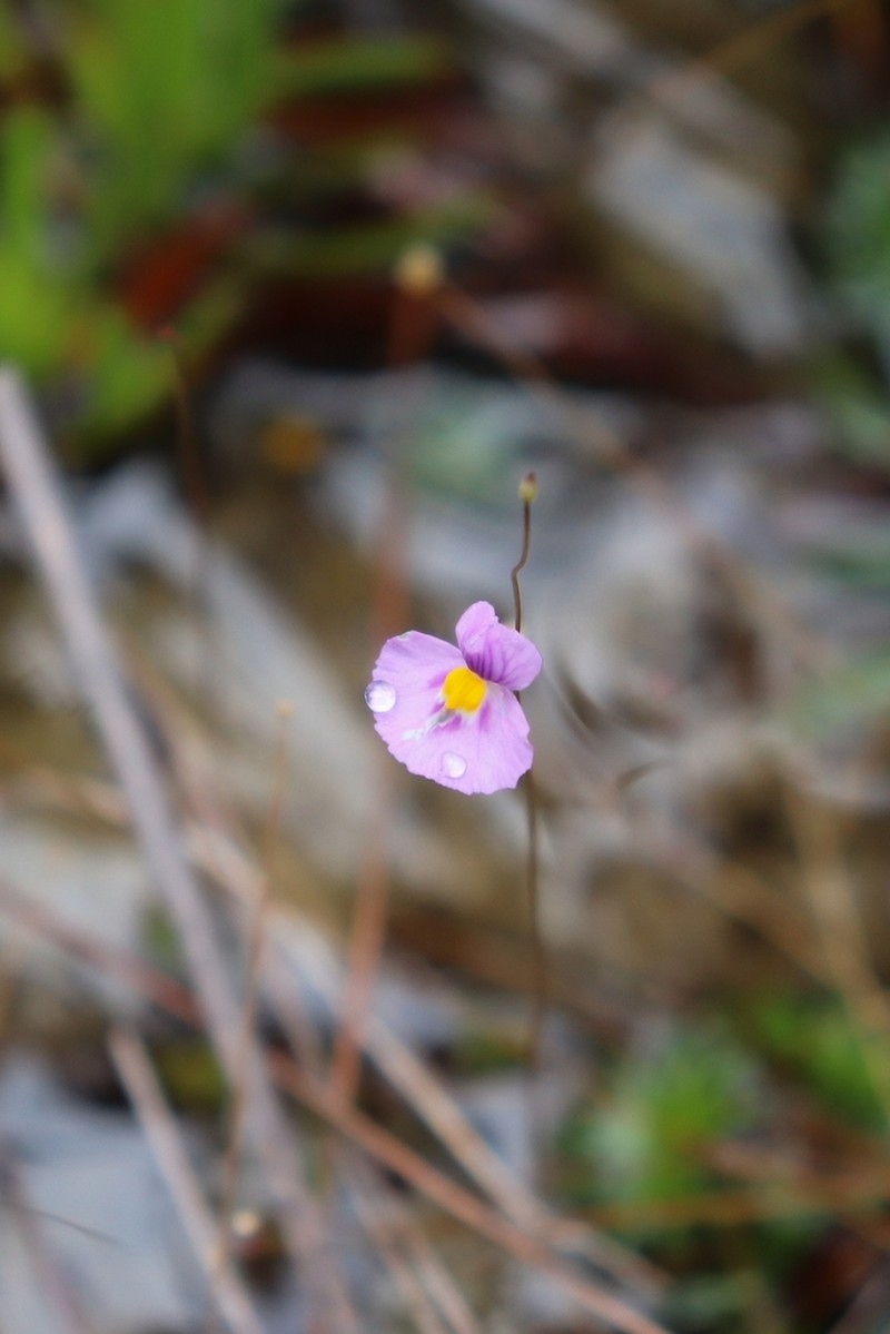 Utricularia purpureocaerulea photo 3