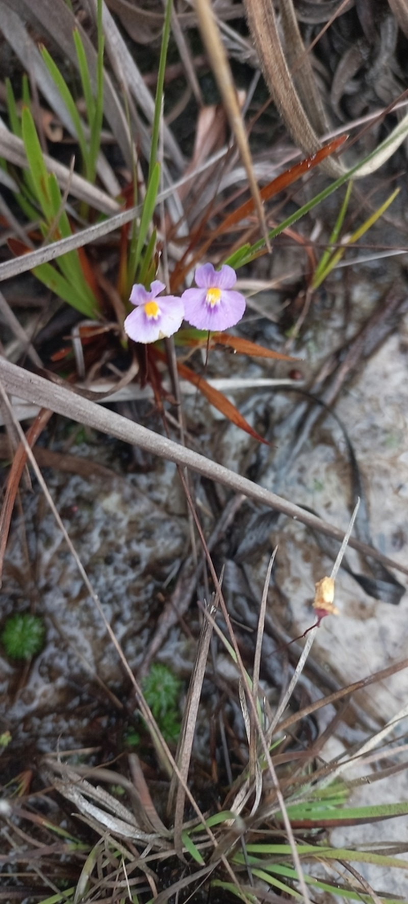 Utricularia purpureocaerulea photo 4